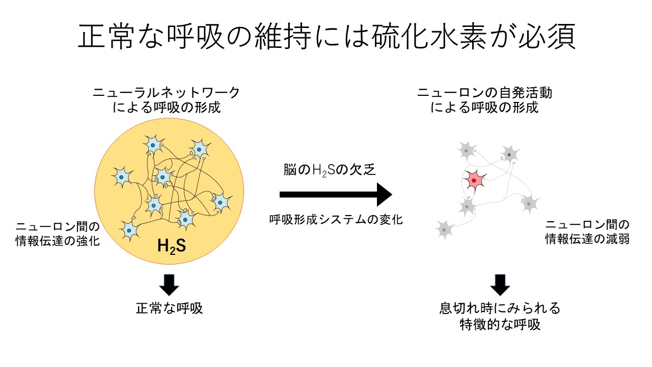 筑波大学 医学医療系 神経生理学 研究内容